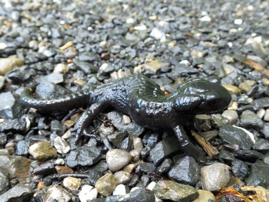 Possierliches Tierchen am Hirschbachtobel