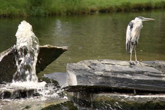 Graureiher im Vondelpark