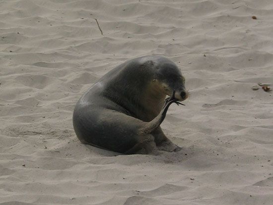 Kangaroo Island - Seal Bay