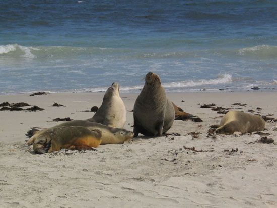 Kangaroo Island - Seal Bay