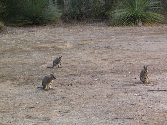 Kangaroo Island - Koala Walk