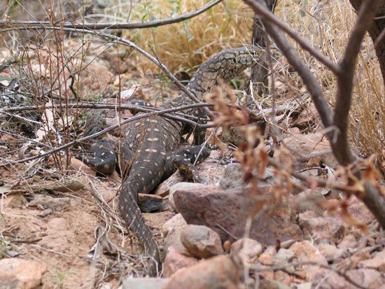 Kata Tjuta - Goanna