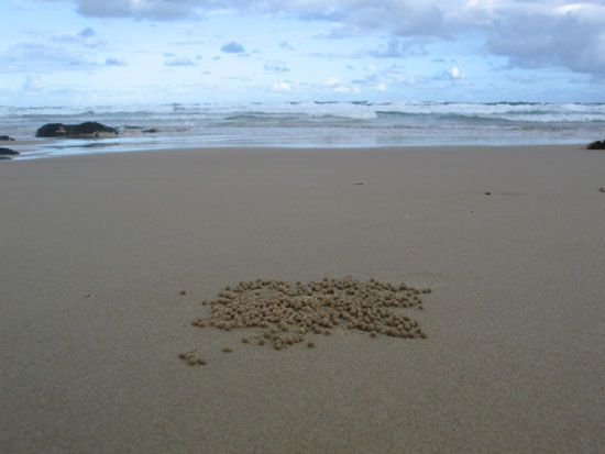 Coffs Harbour - Beach