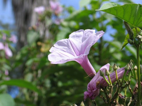 Coffs Harbour - Botanischer Garten