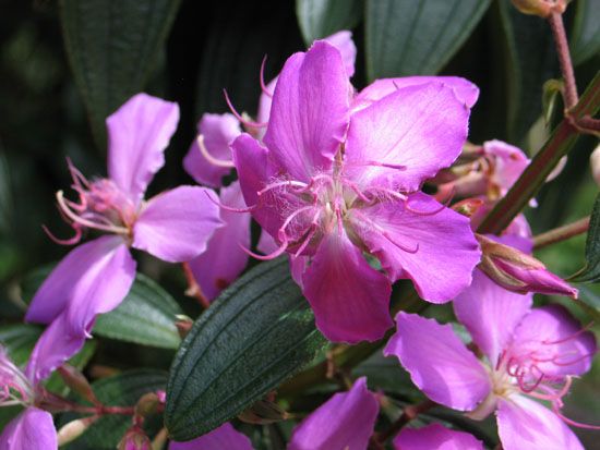 Coffs Harbour - Botanischer Garten