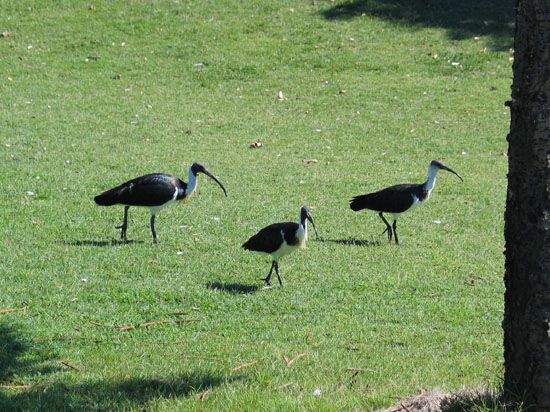 Coffs Harbour - Park Beach