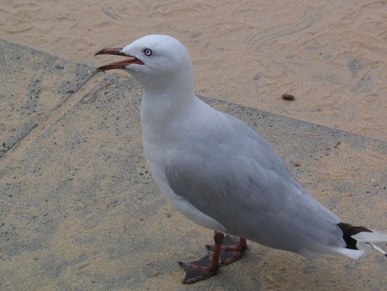 Manly Beach