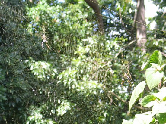 Sydney - Botanischer Garten