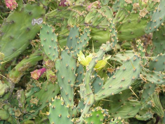 Mallorca - Vegetation