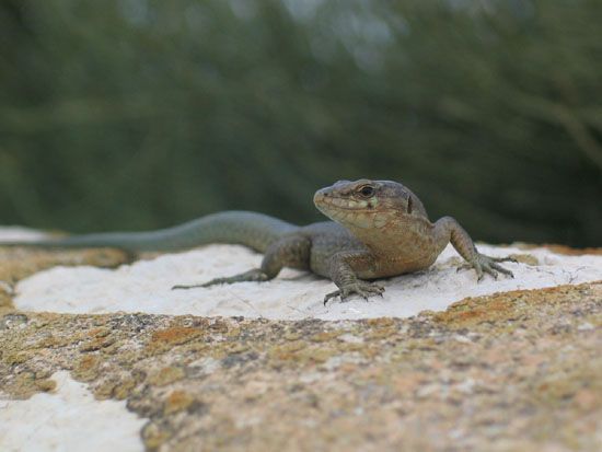 Mallorca - Sa Dragonera