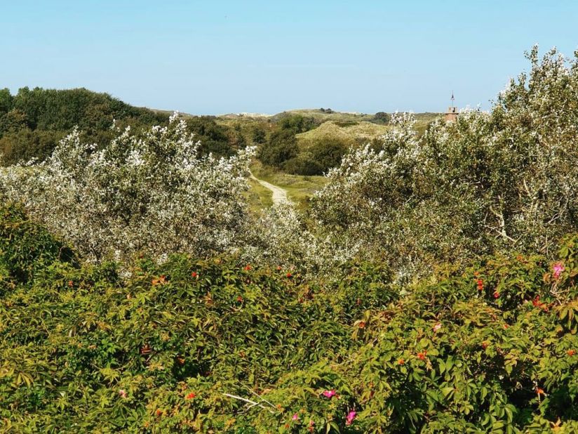 Dünenlandschaft