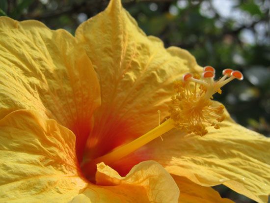 Hibiskus in Tantchens Garten