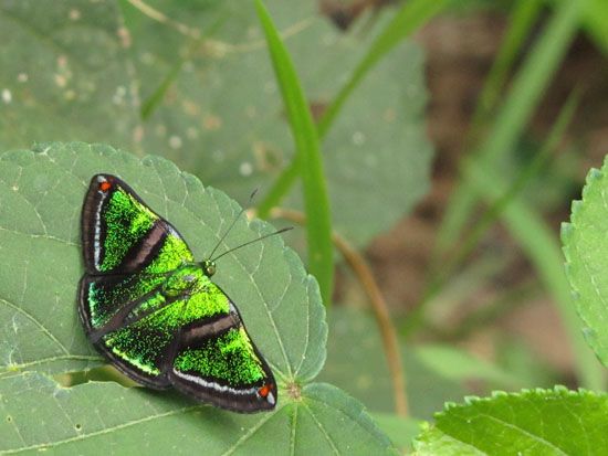 Schmetterling