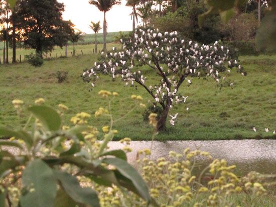 Vögel auf dem Baum