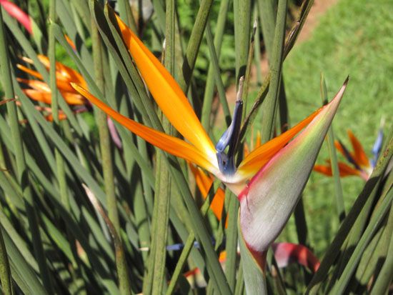 Im Garten der Pousada in Tiradentes