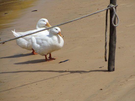 Enten am Rio Preguiça