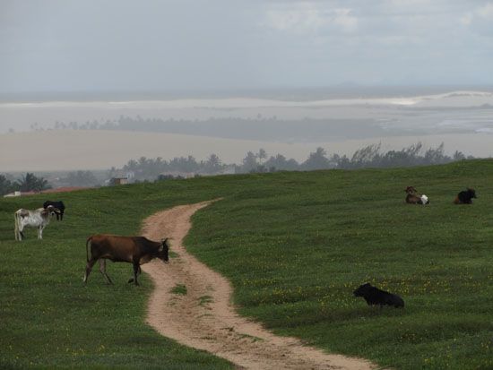 Kuhweide in Jericoacoara