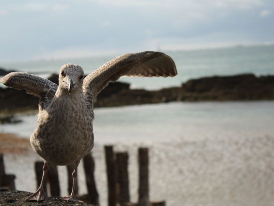 Saint Malo - Möwe