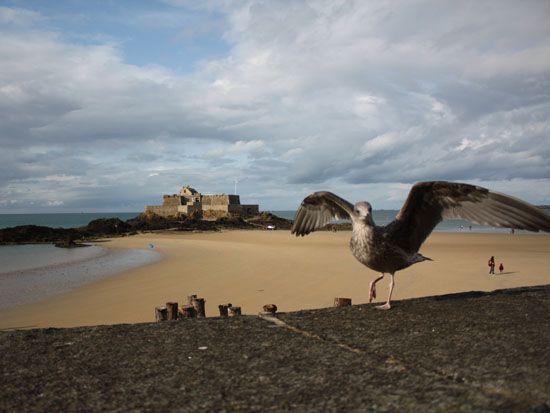 Saint Malo - Möwe