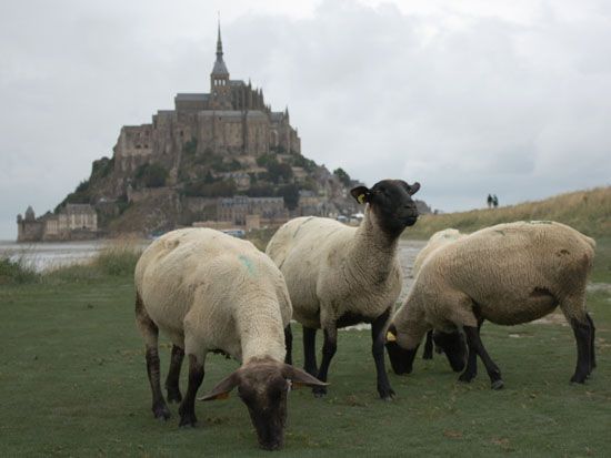 Mont-Saint-Michel - Schafe