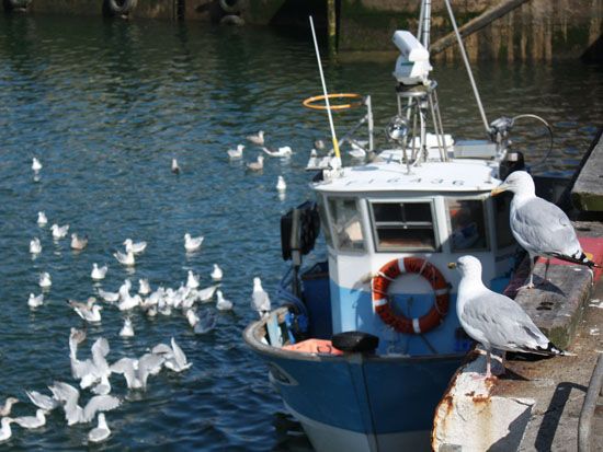 Loctudy - hungrige Möwen beim Fischerboot