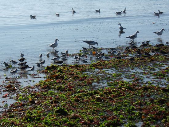 Larmor-Plage - Möwen am Strand