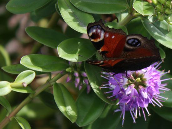 Lorient - Schmetterling