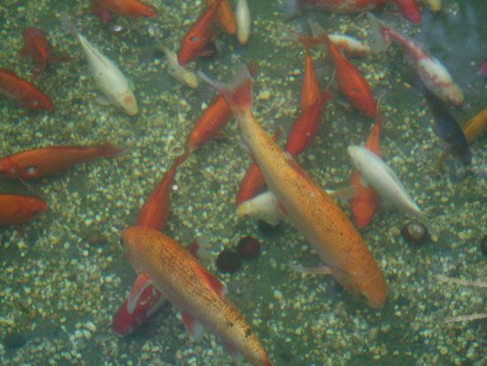 Rennes - Fische im Brunnen