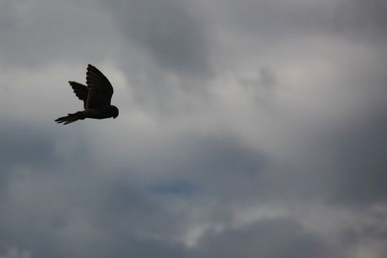 Vogel auf Beutesuche im Elbtal