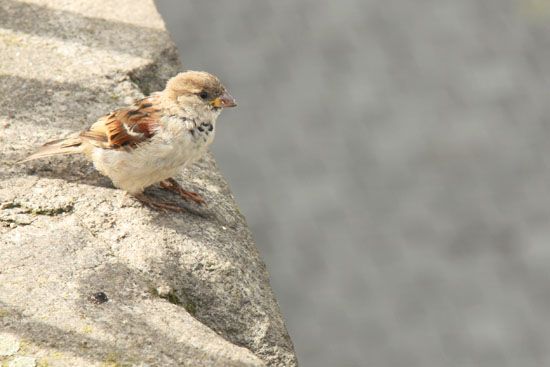 Spatz auf der der Brühlschen Terrasse