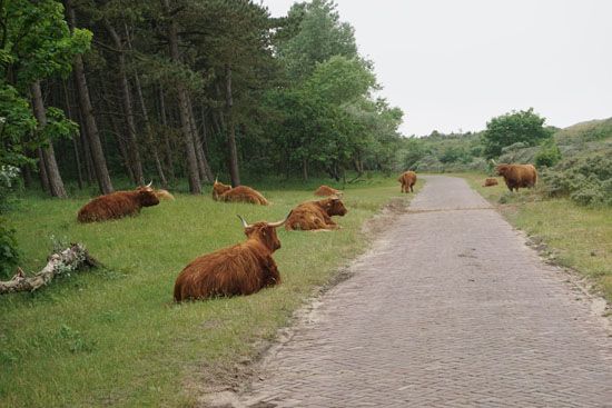 Schottische Hochlandrinder im Dünen-Nationalpark