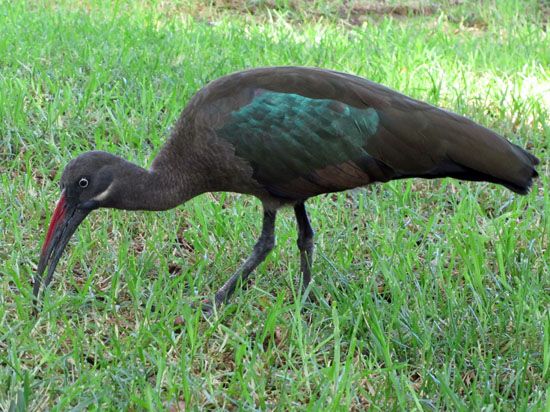 Ibis