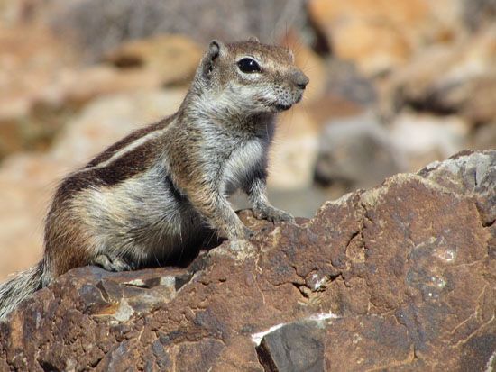 Neugieriges Atlashörnchen