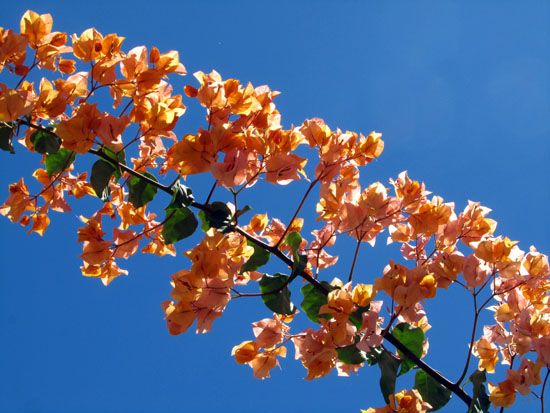 Blumen an der Strandpromenade