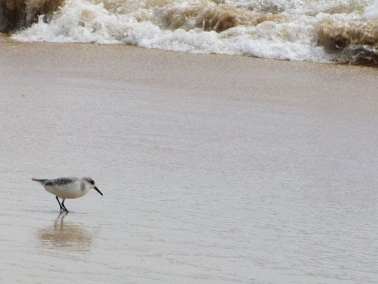 Strandläufer