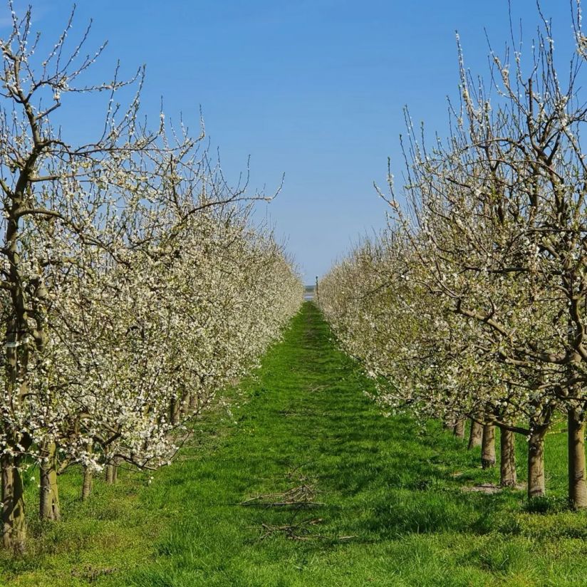 Apfelbäume im Alten Land