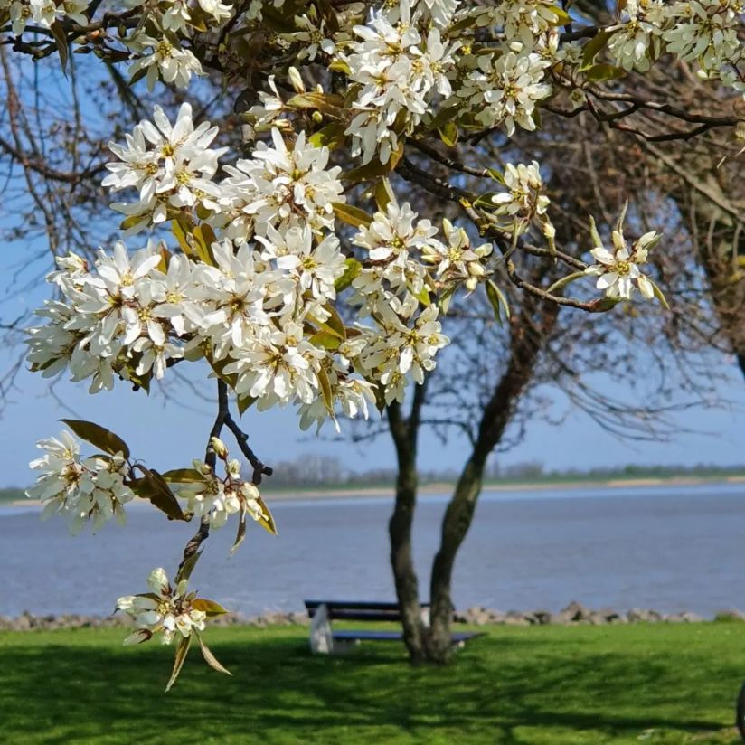 An der Elbe