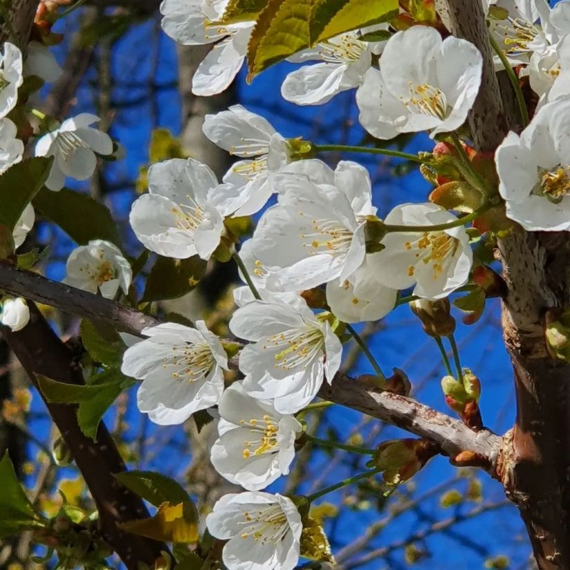 Apfelblüten