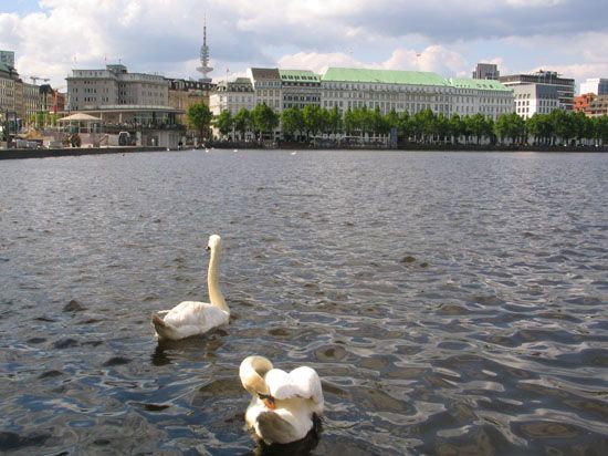 Schwäne auf der Binnenalster