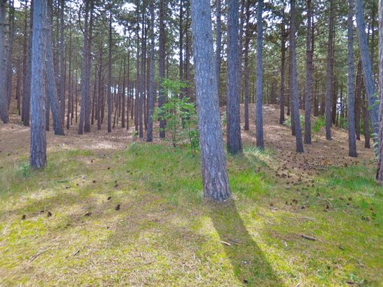 Wald im Dünennationalpark