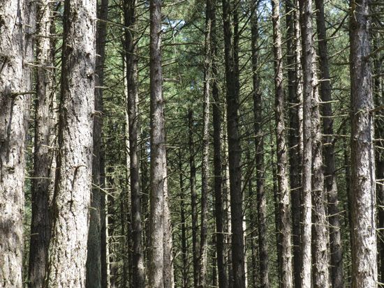 Wald im Dünennationalpark