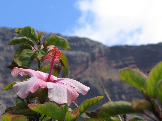 Valle Gran Rey - La Puntilla - Hibiskusblüte