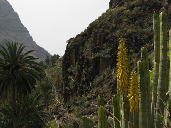 Valle Gran Rey - Wanderung zum Wasserfall