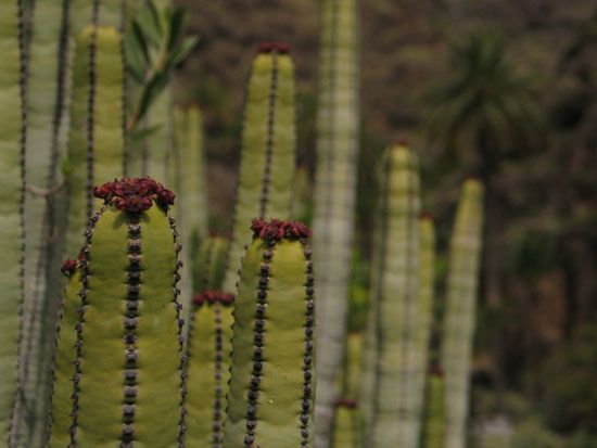 Valle Gran Rey - Wanderung zum Wasserfall