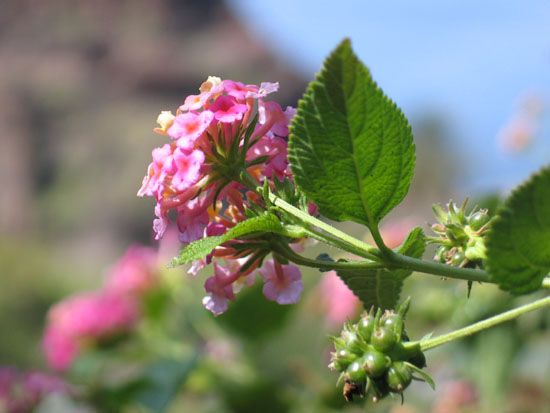 Valle Gran Rey - Argayall - Tropischer Fruchtgarten