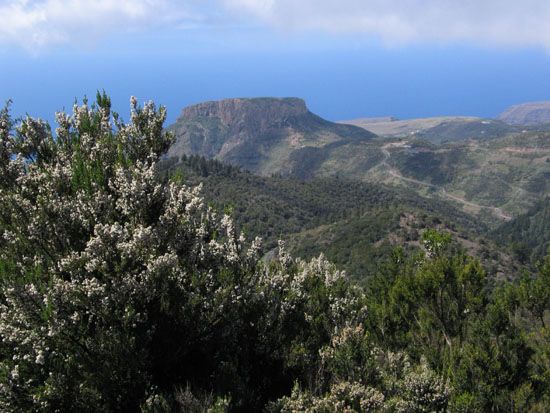 Nationalpark - Wanderung zum Garajonay