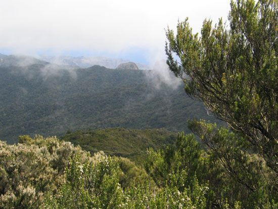 Nationalpark - Wanderung zum Garajonay - Rückweg