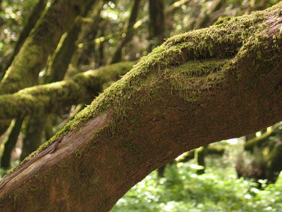 Nationalpark - Wanderung zum Garajonay - Laguna Grande