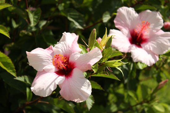 Hibiskus