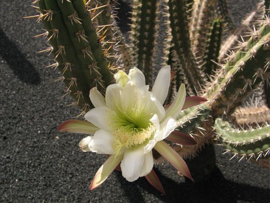 Jardín de Cactus